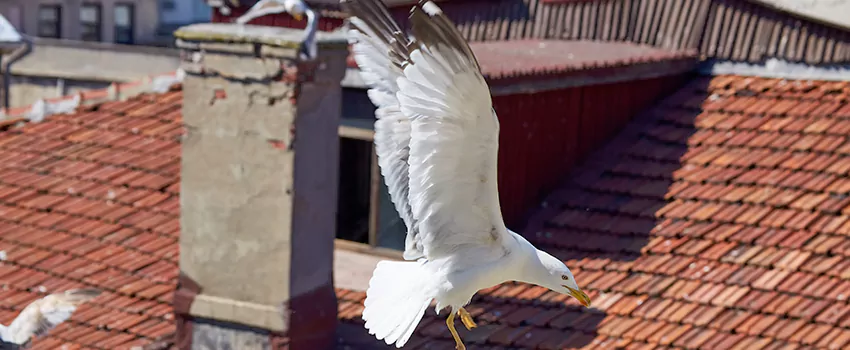 Residential Chimney Animal Removal Solution in Garfield, NJ
