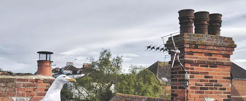 Chimney Cleaning And Restoration in Garfield, New Jersey
